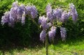 Glycine mauve - wWisteria floribunda